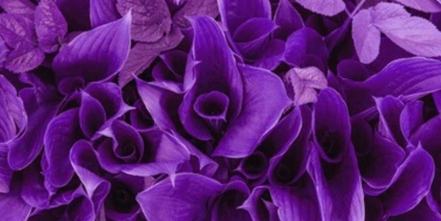 colorful violet flower in full bloom showing vibrant purple petals
