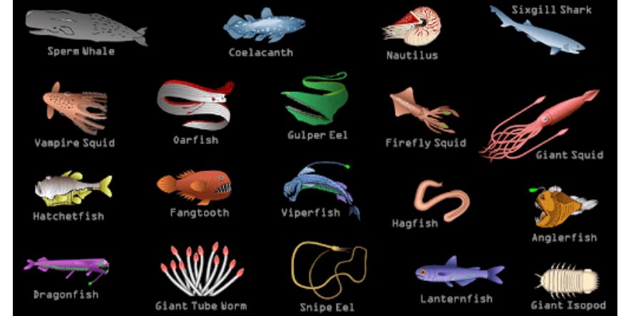 amazing sea creatures in oceans with unique colors and habitats